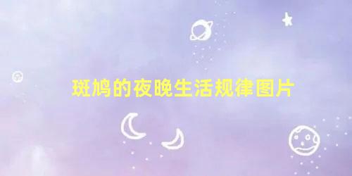 斑鸠的夜晚生活规律图片