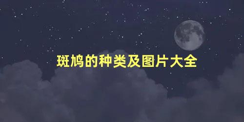 斑鸠的种类及图片大全