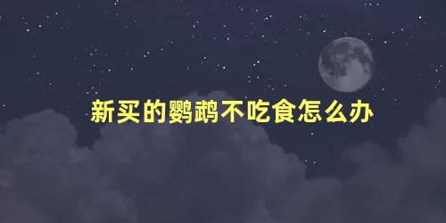 新买的鹦鹉不吃食怎么办