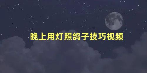 晚上用灯照鸽子技巧视频