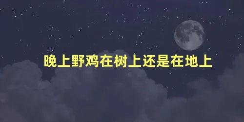 晚上野鸡在树上还是在地上