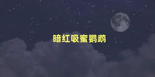 暗红吸蜜鹦鹉