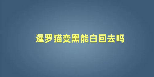 暹罗猫变黑能白回去吗