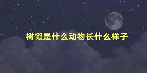 树懒是什么动物长什么样子