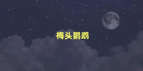 梅头鹦鹉