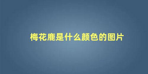 梅花鹿是什么颜色的图片