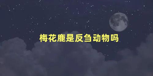 梅花鹿是反刍动物吗