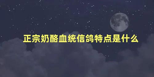 正宗奶酪血统信鸽特点是什么