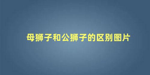 母狮子和公狮子的区别图片