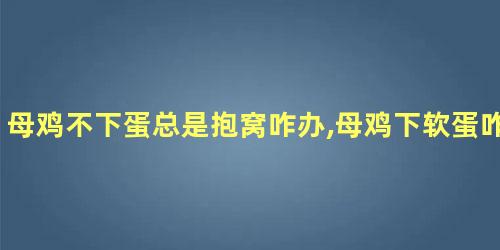 母鸡不下蛋总是抱窝咋办,母鸡下软蛋咋办