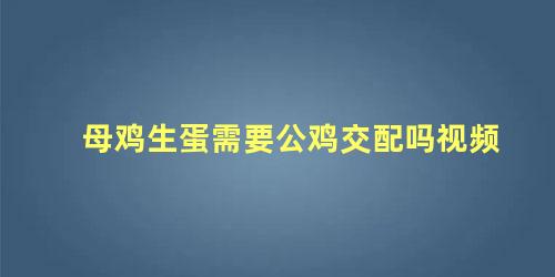 母鸡生蛋需要公鸡交配吗视频