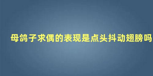 母鸽子求偶的表现是点头抖动翅膀吗