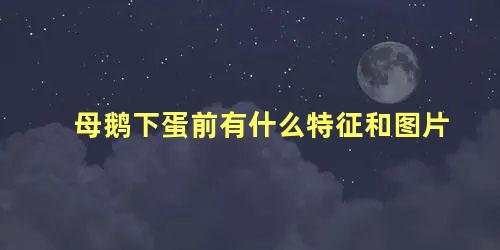 母鹅下蛋前有什么特征和图片