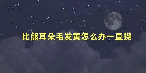 比熊耳朵毛发黄怎么办一直挠