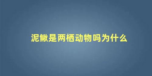 泥鳅是两栖动物吗为什么