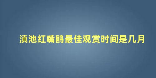 滇池红嘴鸥最佳观赏时间是几月