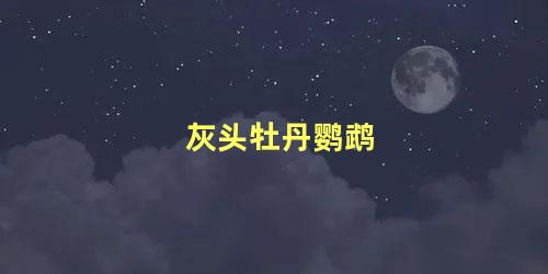 灰头牡丹鹦鹉