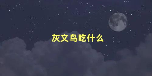 灰文鸟吃什么