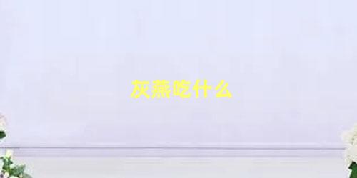 灰燕吃什么