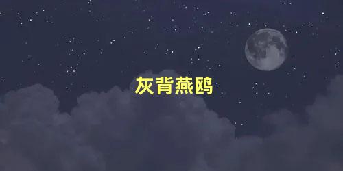 灰背燕鸥