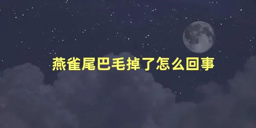 燕雀尾巴毛掉了怎么回事