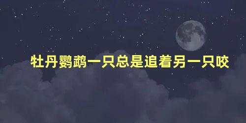 牡丹鹦鹉一只总是追着另一只咬