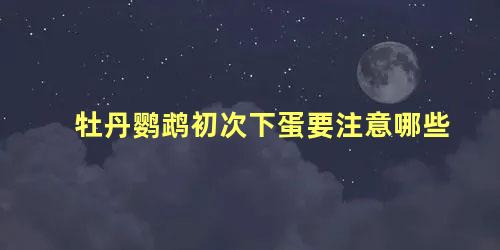 牡丹鹦鹉初次下蛋要注意哪些