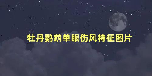 牡丹鹦鹉单眼伤风特征图片