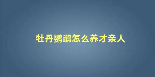 牡丹鹦鹉怎么养才亲人