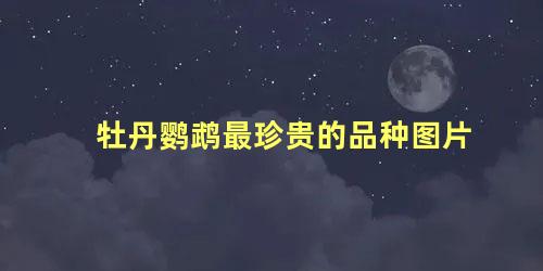 牡丹鹦鹉最珍贵的品种图片