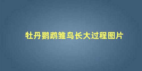 牡丹鹦鹉雏鸟长大过程图片