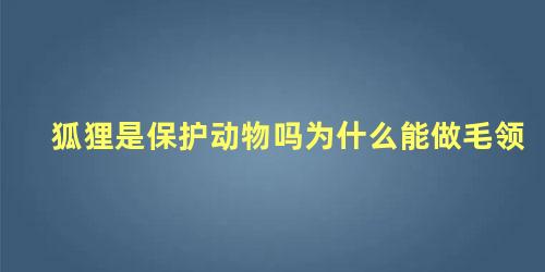 狐狸是保护动物吗为什么能做毛领