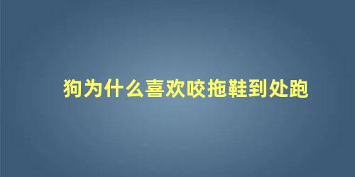 狗为什么喜欢咬拖鞋到处跑