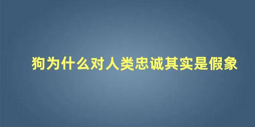 狗为什么对人类忠诚其实是假象