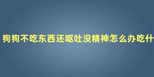 狗狗不吃东西还呕吐没精神怎么办吃什么药