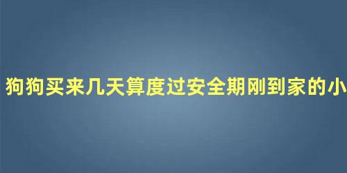 狗狗买来几天算度过安全期刚到家的小狗不吃怎么办