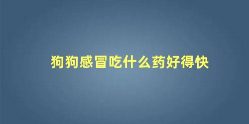 狗狗感冒吃什么药好得快