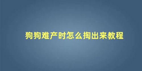 狗狗难产时怎么掏出来教程