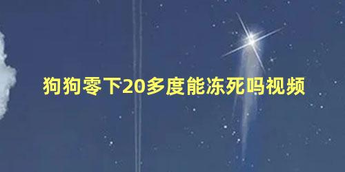 狗狗零下20多度能冻死吗视频