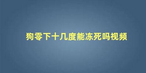 狗零下十几度能冻死吗视频