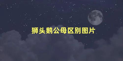 狮头鹅公母区别图片