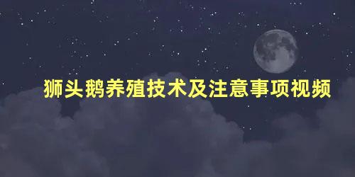 狮头鹅养殖技术及注意事项视频