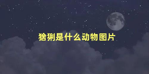 猞猁是什么动物图片