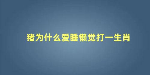 猪为什么爱睡懒觉打一生肖