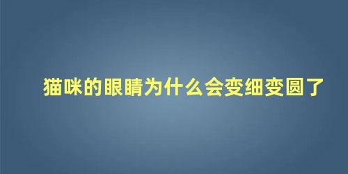 猫咪的眼睛为什么会变细变圆了