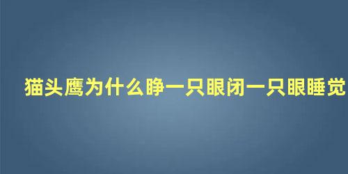 猫头鹰为什么睁一只眼闭一只眼睡觉