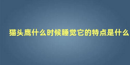 猫头鹰什么时候睡觉它的特点是什么