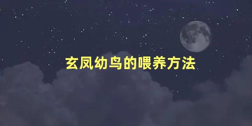 玄凤幼鸟的喂养方法