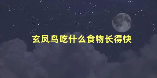 玄凤鸟吃什么食物长得快