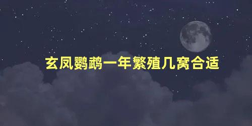 玄凤鹦鹉一年繁殖几窝合适